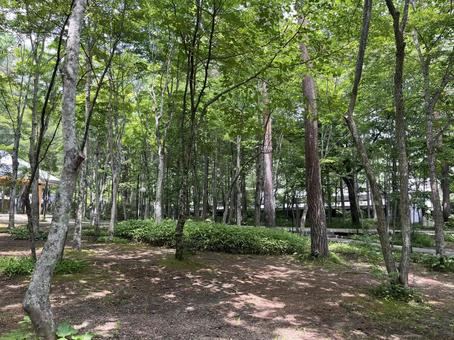 軽井沢 軽井沢 軽井沢,長野,森の写真素材