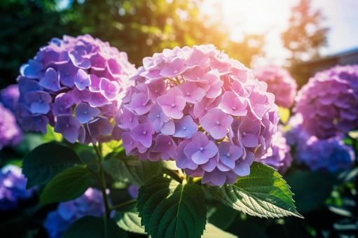 初夏に咲く色鮮やかな紫陽花 初夏に咲く色鮮やかな紫陽花の写真