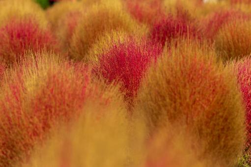 コキア01の写真