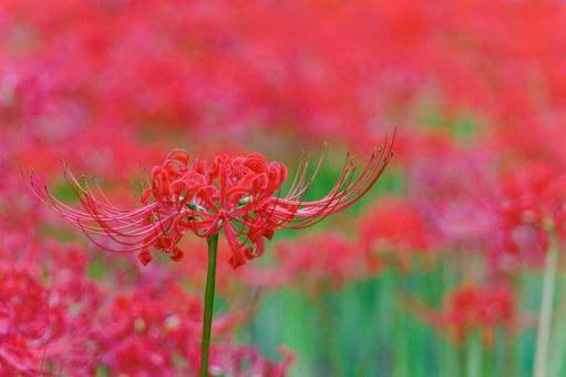A cluster of red spider lilies, JPG A cluster of red spider lilies, JPG