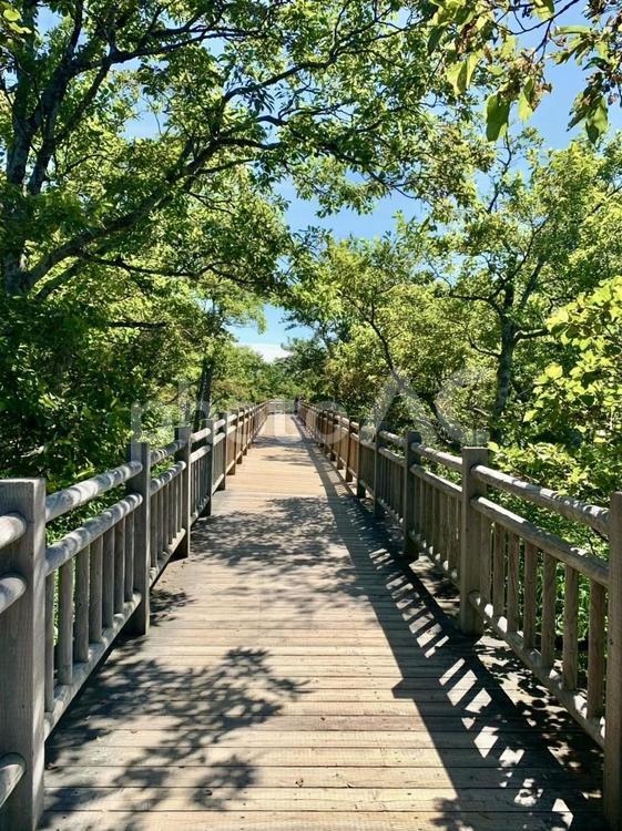 まっすぐな木の橋と木漏れ日 橋,木製,まっすぐの写真素材