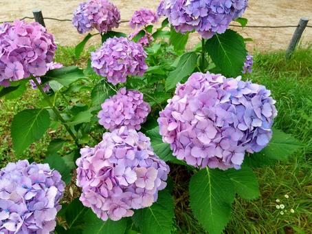 あじさいの写真