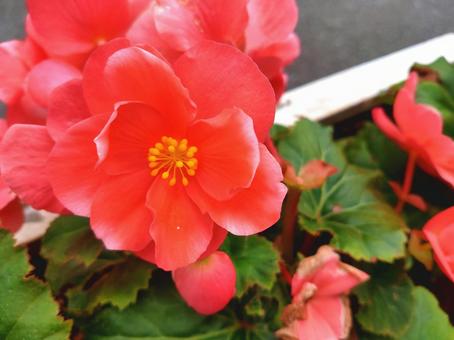 ピンクのベゴニアの写真