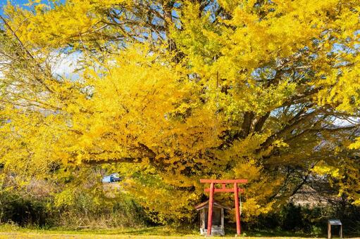 白幡のいちょう⒁ イチョウ,黄葉,晩秋の写真素材