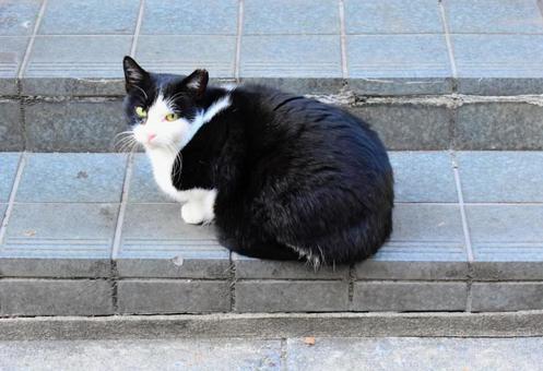 階段で休む野良猫 猫,野良猫,野良の写真素材