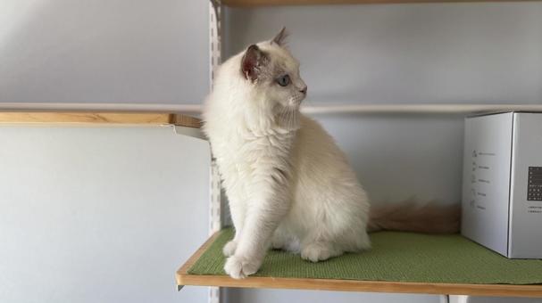 ラグドールの子猫 猫,ペット,かわいいの写真素材