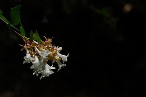 White Abelia flowers floating in the shade, JPG White Abelia flowers floating in the shade, JPG