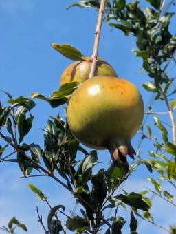 実るザクロ ザクロ,実る,果実の写真素材