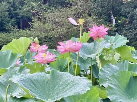 背の高い大賀ハス 背の高い大賀ハスの写真