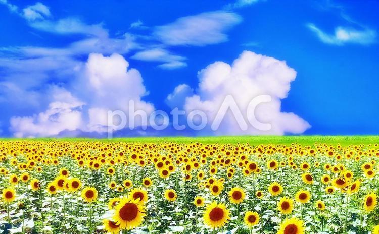 夏空とヒマワリ畑 夏,ヒマワリ畑,夏空の写真素材