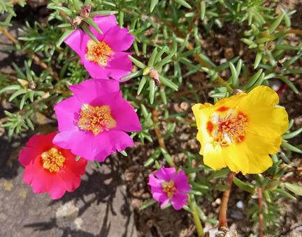Portulaca japonica Kannonji Kashiwa City, Chiba Prefecture, JPG