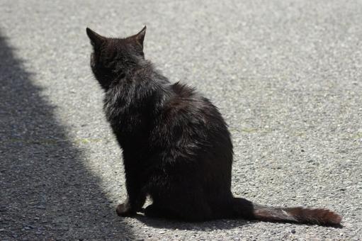 ねこ 箱座り,飼い猫,家猫の写真素材