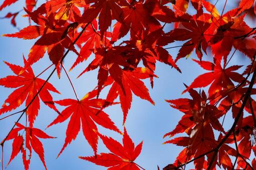 日差しを浴びて色づく紅葉 紅葉,秋,風景の写真素材