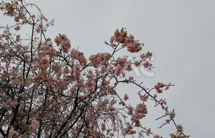 曇り空の桜① サクラ,春,花見の写真素材