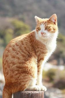 cat, JPG cat, JPG