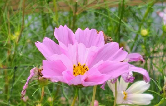 コスモス コスモスの写真