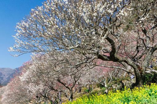 青空に映える満開の白梅 梅,迎春,梅の花の写真素材