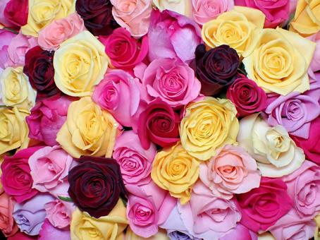 バラの花束 バラ,薔薇,花束の写真素材