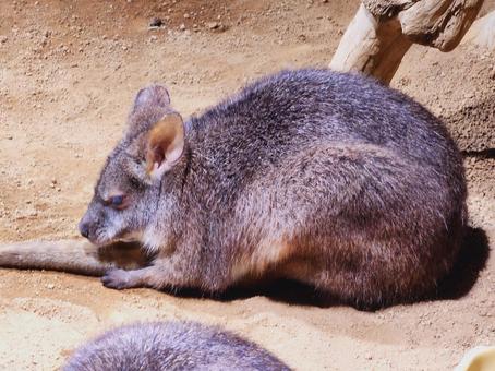 ワラビー ワラビー,動物,一匹の写真素材