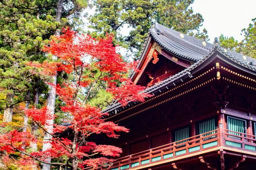 日光の鮮やかな紅葉 日光の鮮やかな紅葉 日光,日光東照宮,紅葉の写真素材