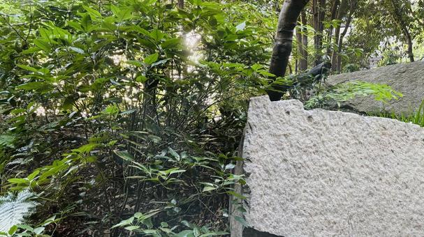 大きな石と、植物 大きな石と、植物 大きい,公園,木の写真素材