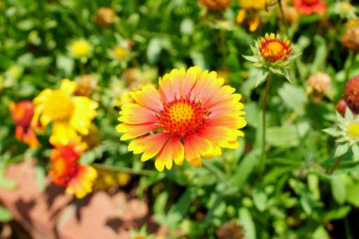 ガイラルディア ガイラルディア ガイラルディア,黄色とオレンジ色の花い花,可愛い花の写真素材
