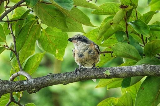 野鳥さん、いらっしゃい2 野鳥さん、いらっしゃい2の写真