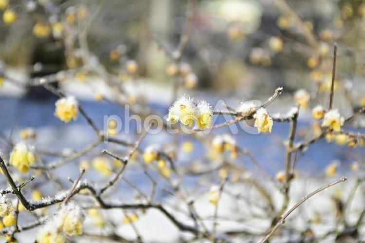 2月の花　蝋梅 岐阜県,山県市,四国山公園の写真素材