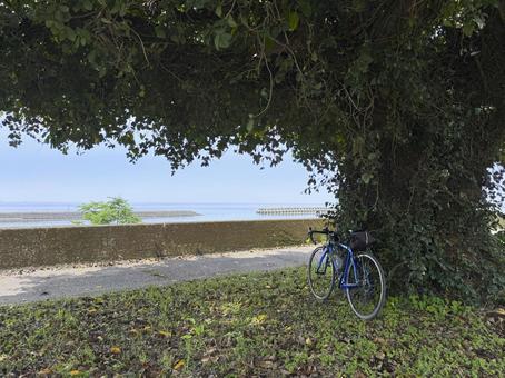 アコウの木陰と自転車 アコウの木陰と自転車 アコウ,木陰,ロードバイクの写真素材