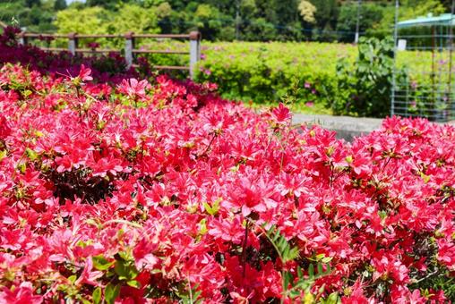 Bright red azaleas at Nodake Lake Park, JPG Bright red azaleas at Nodake Lake Park, JPG
