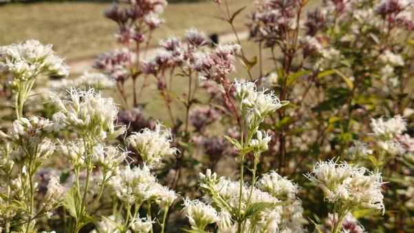 土手の花 秋,葉,土手の写真素材