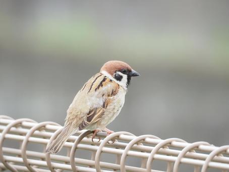 sparrow wild bird bird, JPG sparrow wild bird bird, JPG