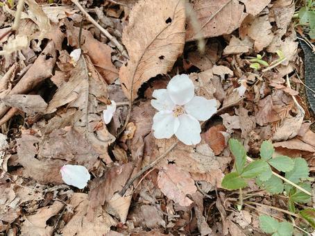 落ち葉と桜 落ち葉と桜の写真