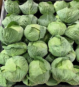 キャベツ キャベツ,葉物野菜,野菜の写真素材