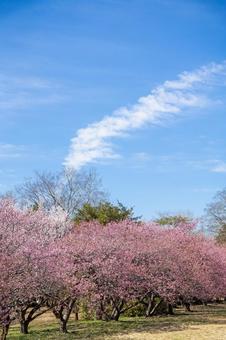 公園の河津桜 公園の河津桜の写真