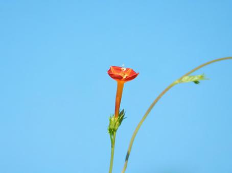 【花の写真】 マルバルコウソウ 【花の写真】 マルバルコウソウの写真