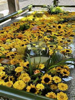 花手水 小樽住吉神社 花手水 小樽住吉神社 花手水,手水,神社の写真素材