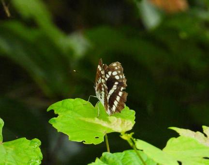葉に留まるホシミスジ ホシミスジ,昆虫,生物の写真素材