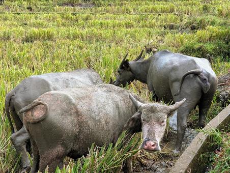 ベトナム サパ ベトナム サパ ベトナム,サパ,vietnamの写真素材