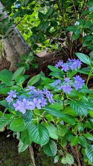 Hydrangea, JPG