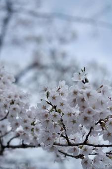 桜の写真