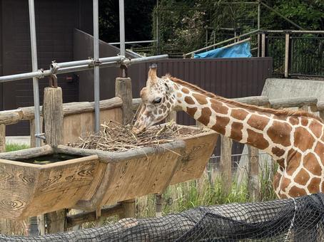 giraffe, JPG giraffe, JPG