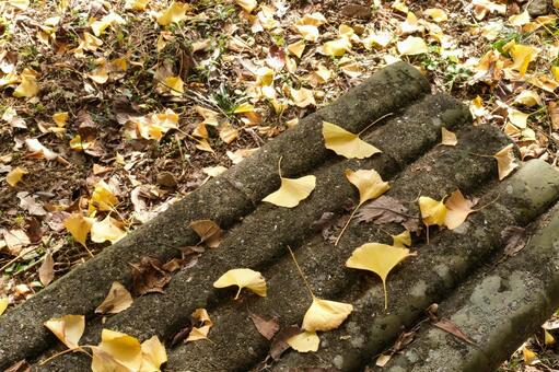 銀杏の葉の落ちた秋の風景 イチョウ,銀杏,落葉の写真素材