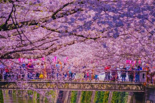 目黒川沿いの桜並木 目黒川沿いの桜並木 桜,並木,川の写真素材