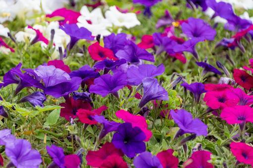 咲き誇るビビッドなペチュニアの花々 咲き誇るビビッドなペチュニアの花々の写真