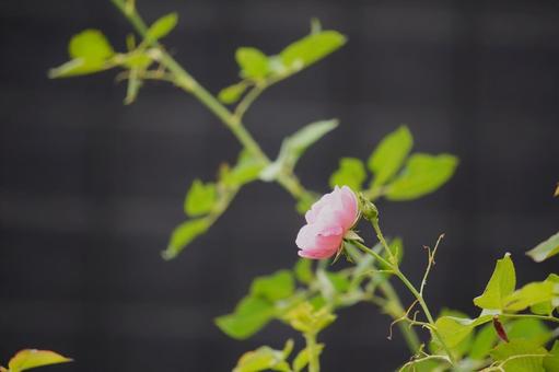 Summer Rose, JPG