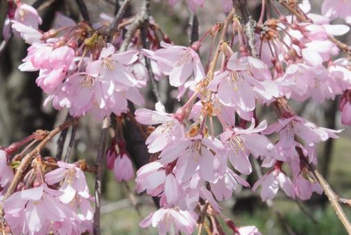 しだれ桜の写真