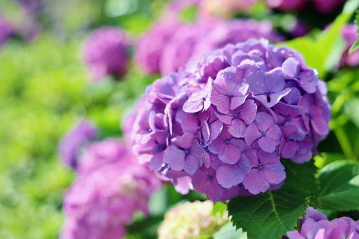 6月の紫陽花 6月の紫陽花の写真