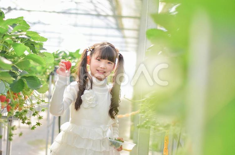 いちご狩りをする子供 いちご狩り,子供,いちごの写真素材
