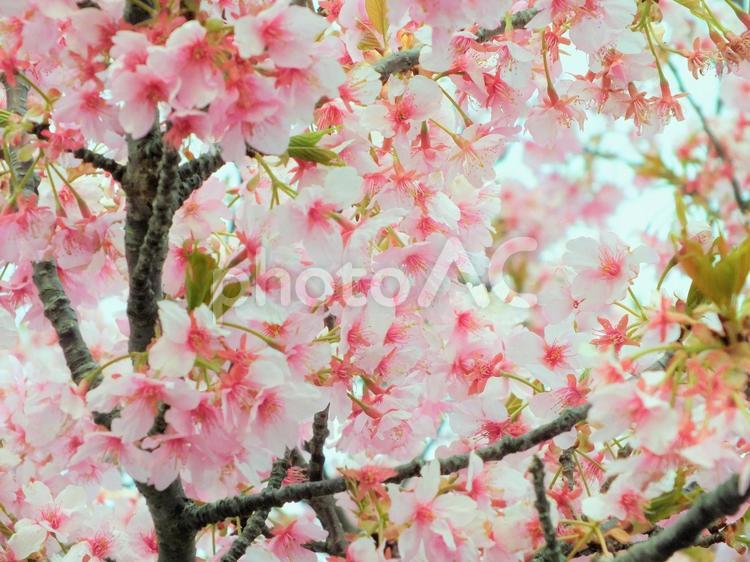 鮮やかに色づくカワヅザクラの美しい季節 河津桜,さくら,鮮やかの写真素材